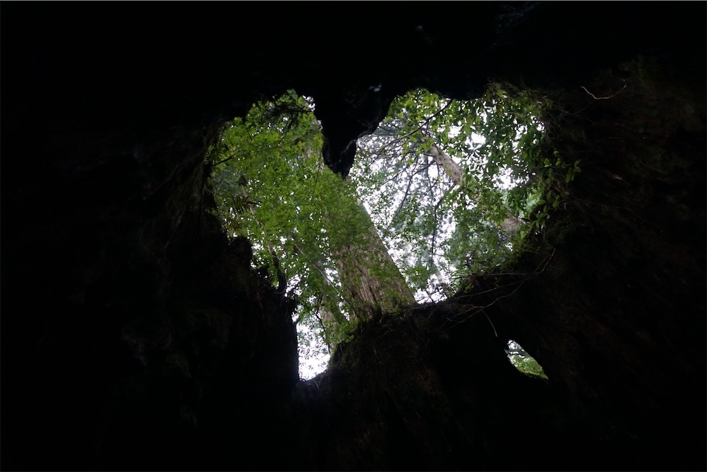 f:id:senkoiuhana:20201018121106j:image f:id:senkoiuhana:20201018121106j:image