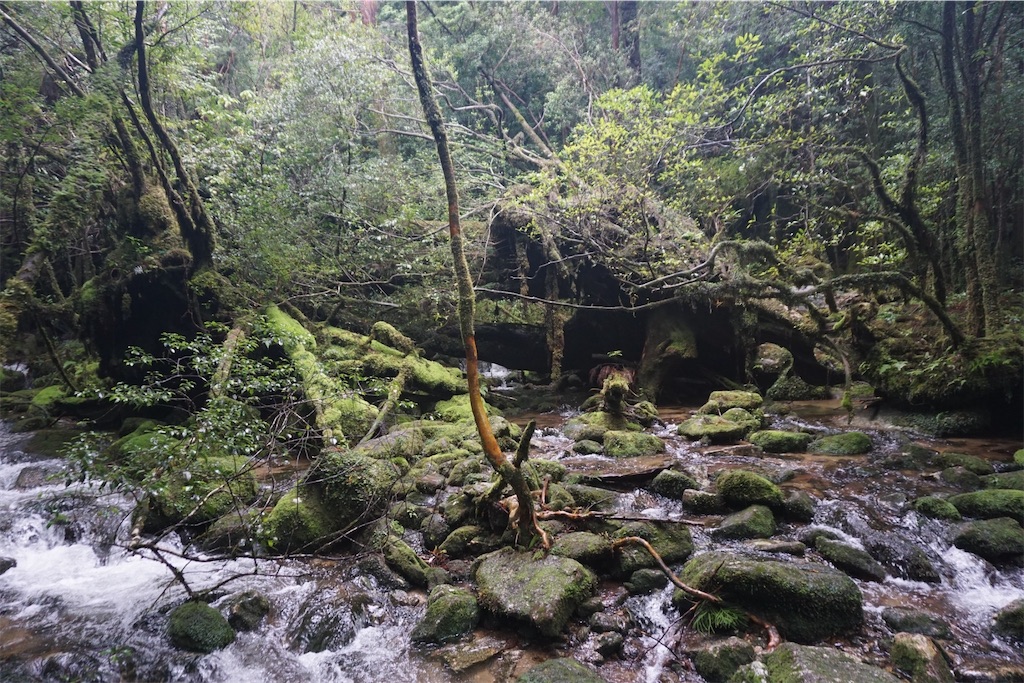 f:id:senkoiuhana:20201018121646j:image f:id:senkoiuhana:20201018121646j:image