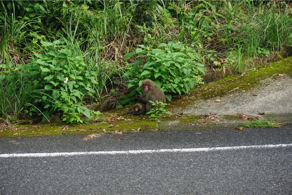 f:id:senkoiuhana:20201018121712j:image f:id:senkoiuhana:20201018121712j:image