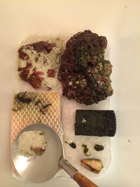 f:id:sennich:20150111185046j:plain 海水水槽から取り出したシアノバクテリア
