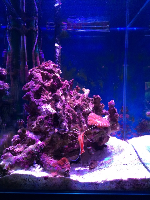 f:id:sennich:20150117015725j:plain 水換え直後の海水水槽の様子