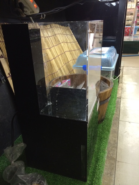 f:id:sennich:20150302160411j:plain ホームセンターの小型水槽