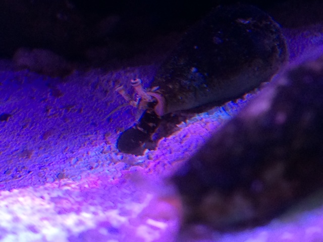 f:id:sennich:20150404201126j:plain マガキガイは底砂の掃除屋