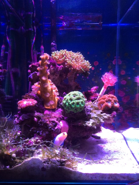 f:id:sennich:20150531030440j:plain 黄色いスリバチサンゴを入れた小型の海水水槽