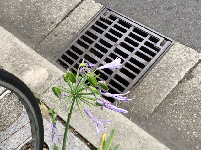 f:id:sennich:20150712194810j:plain f:id:sennich:20150712194810j:plain
