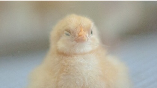 f:id:sennich:20150925223228j:image 生まれたてのひな鳥は当目にはふさふさであるが、近くでは地肌が透けて見えるほど毛が薄い