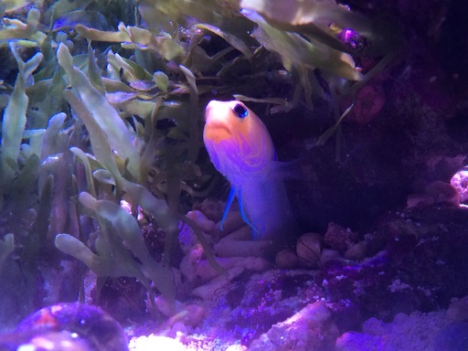 自分の家を自分で作る魚 イエローヘッドジョーフィッシュの生態と飼育方法 千日太郎のアクアライフ