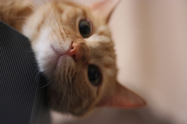 f:id:sennich:20180408151954j:plain