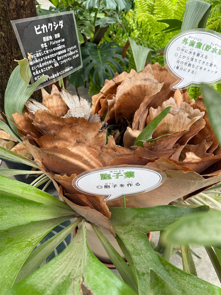 [f:id:hatenablog:20170217161727j:plain:title=:alt=]
