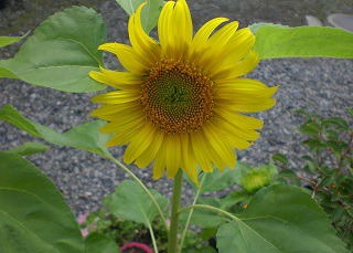 f:id:sennsei:20190804151850j:plain f:id:sennsei:20190804151850j:plain