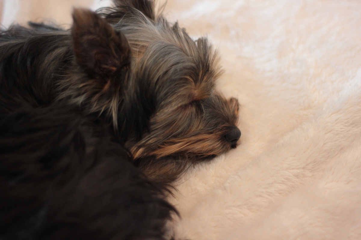 f:id:senoawa:20190706211204j:plain