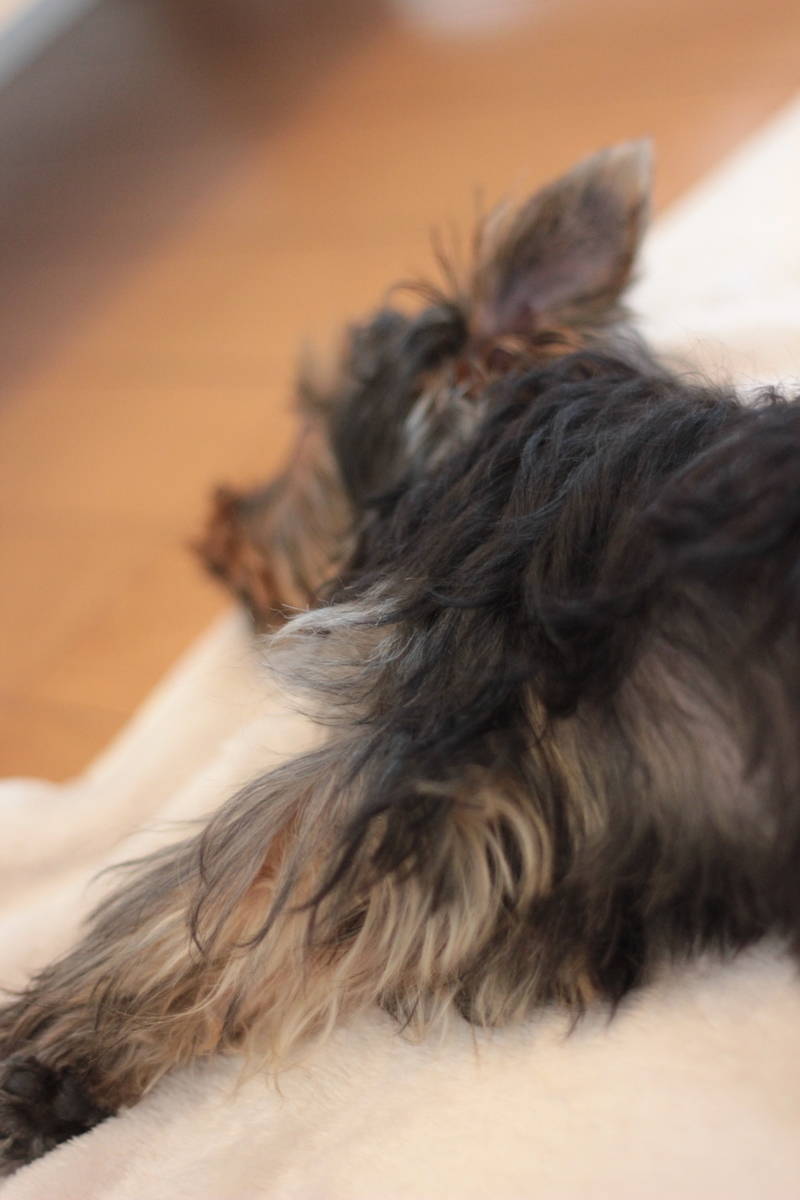 f:id:senoawa:20190706211221j:plain