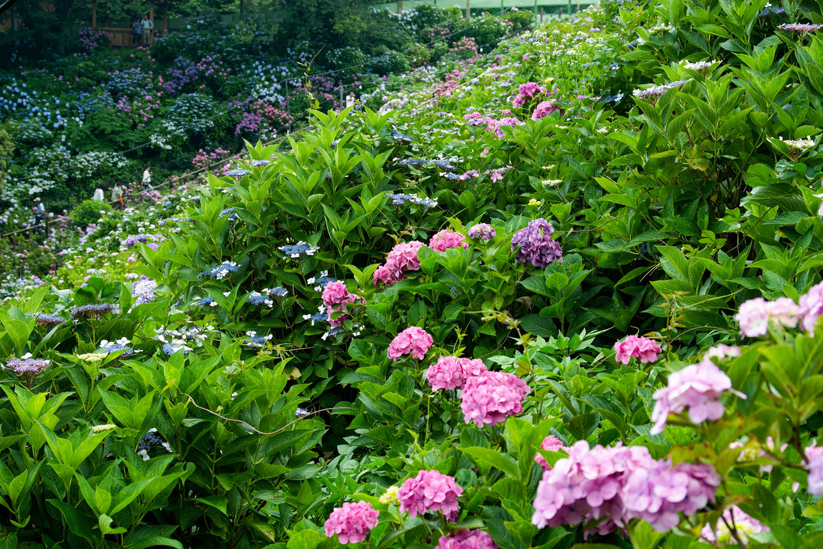f:id:senona:20190717002710j:plain f:id:senona:20190717002710j:plain