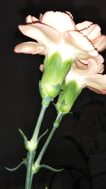 f:id:senosina:20211211063626j:image f:id:senosina:20211211063626j:image
