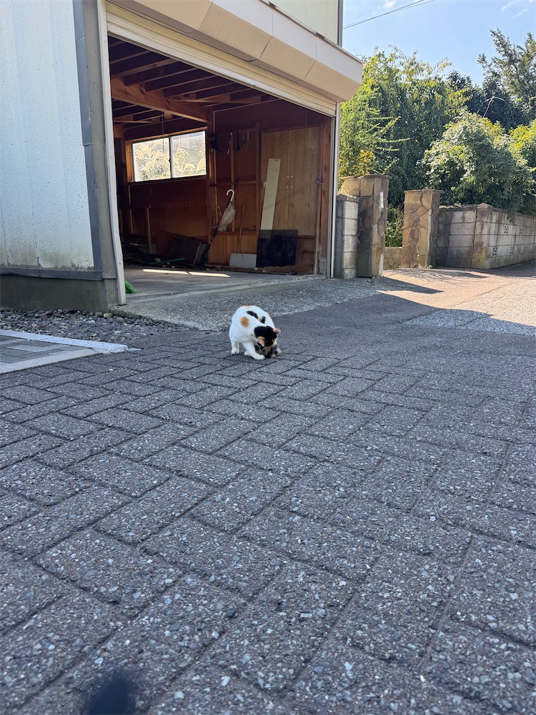 f:id:senri-nchu:20251126212146j:image
