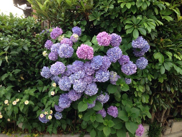 f:id:senri4000:20150607222205j:plain