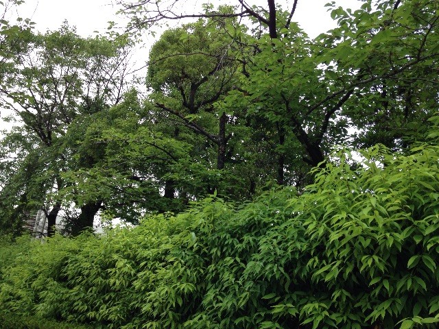f:id:senri4000:20150614215621j:image