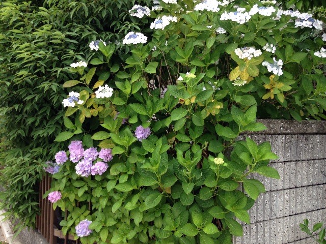 f:id:senri4000:20150617080737j:image