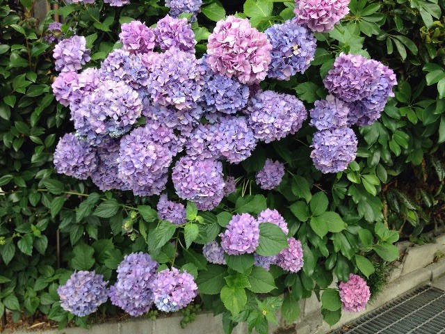 f:id:senri4000:20150624125936j:image