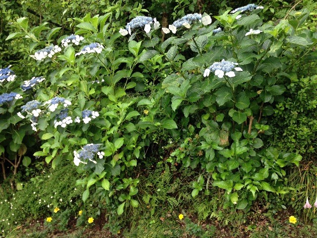f:id:senri4000:20150712222244j:image