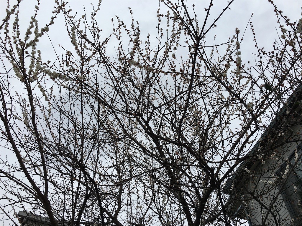f:id:senri4000:20160307212139j:image