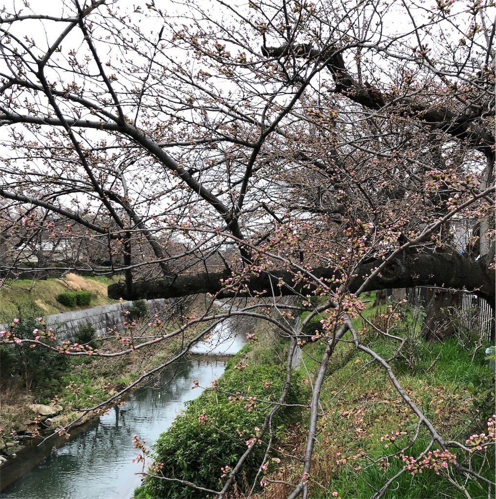 f:id:senri4000:20180409080151j:image