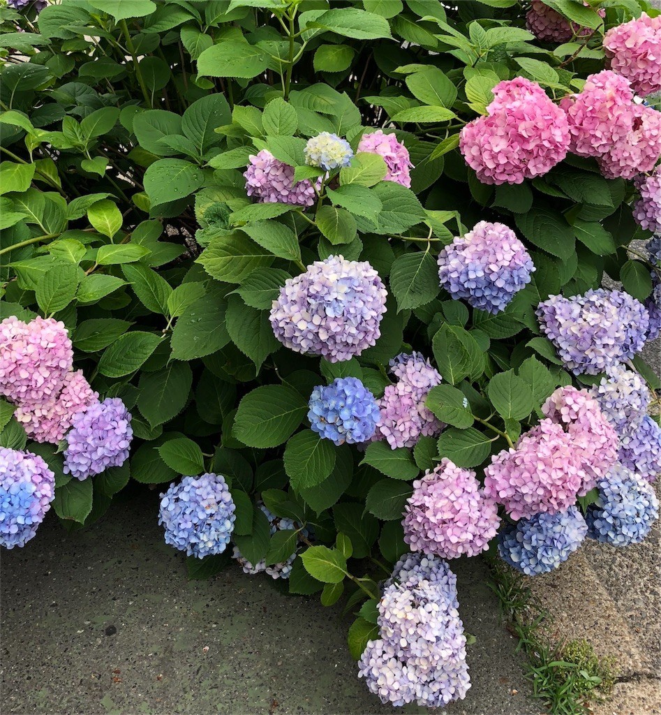 f:id:senri4000:20180610201031j:image