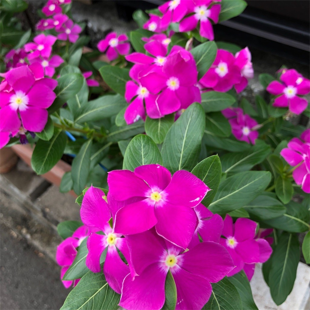 f:id:senri4000:20180805164502j:image