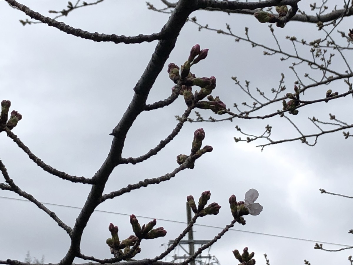 f:id:senri4000:20190321164115j:plain