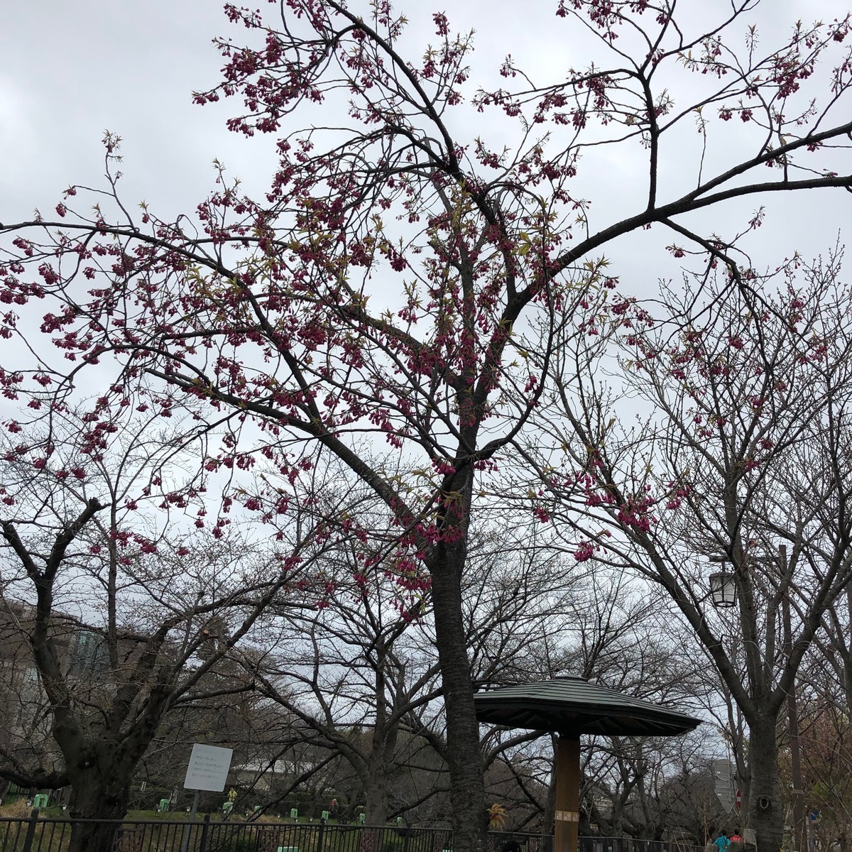 f:id:senri4000:20190321164245j:plain