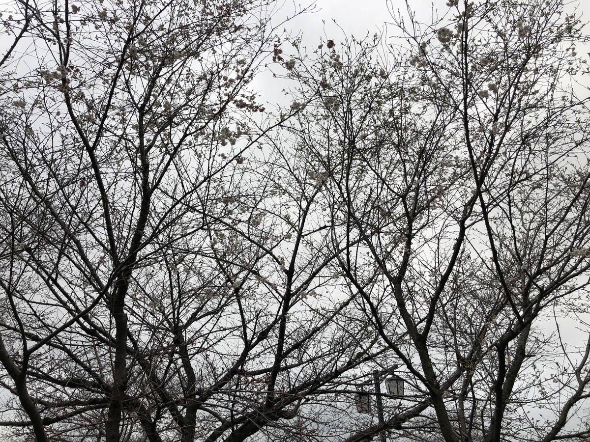 f:id:senri4000:20190321164939j:plain