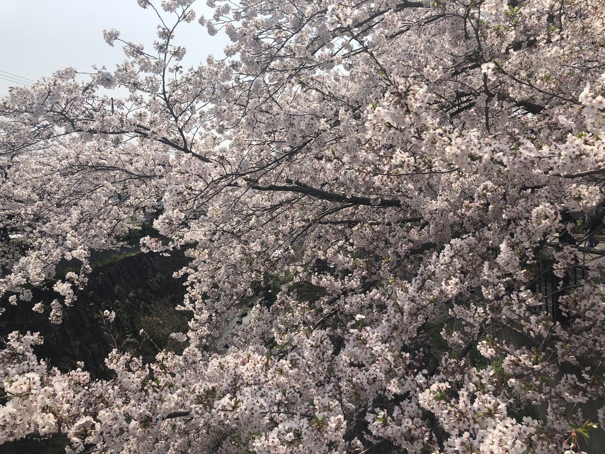 f:id:senri4000:20190407111239j:plain