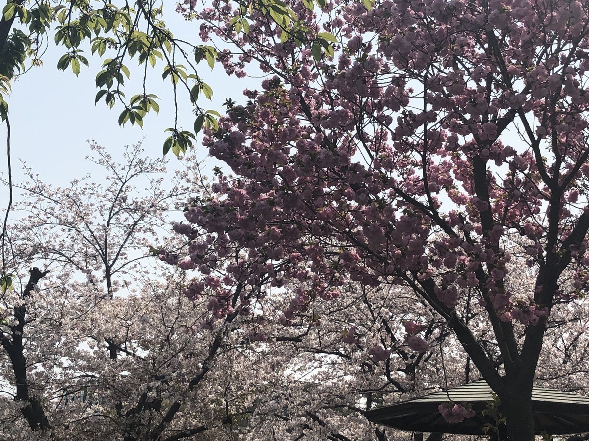 f:id:senri4000:20190407111614j:plain