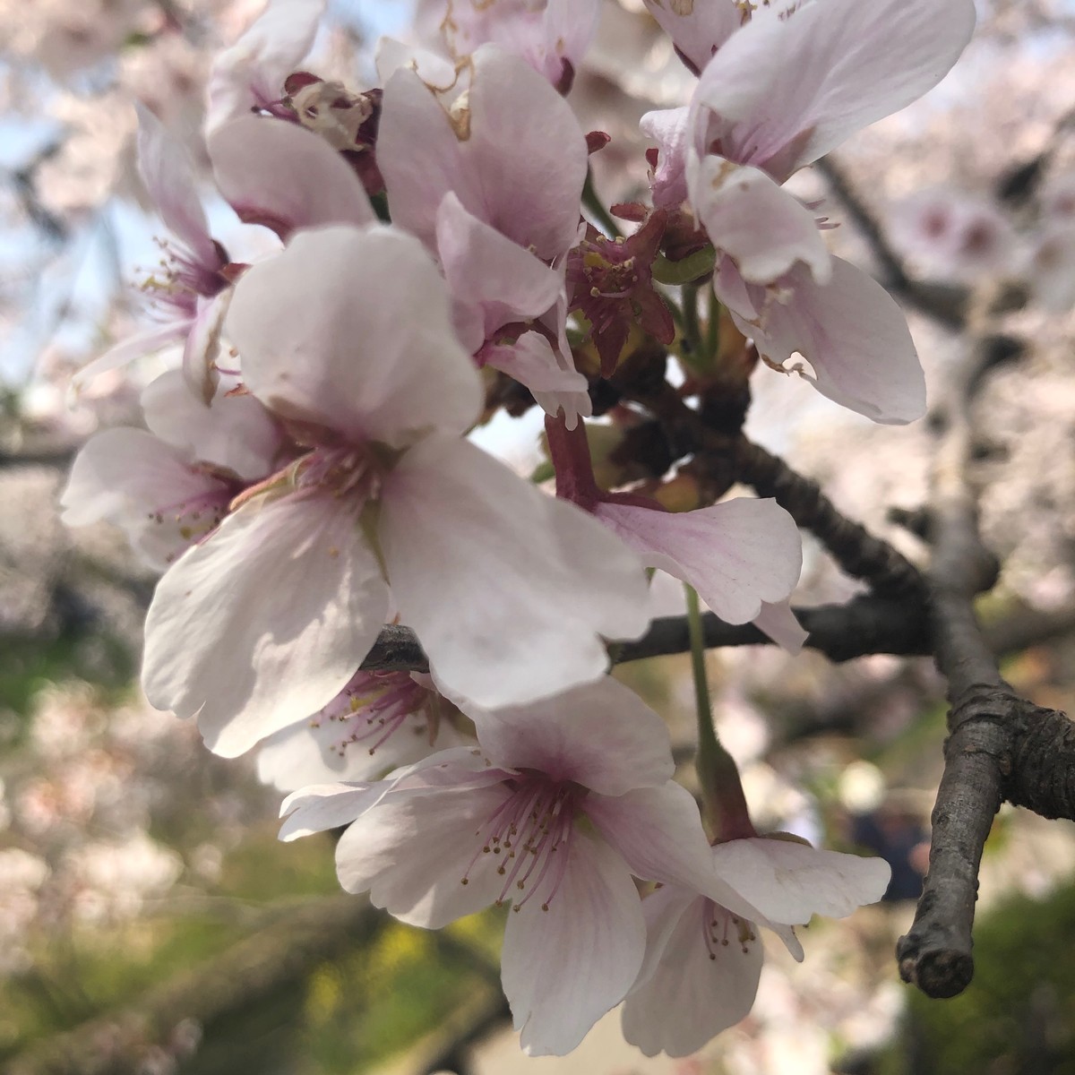 f:id:senri4000:20190407112545j:plain
