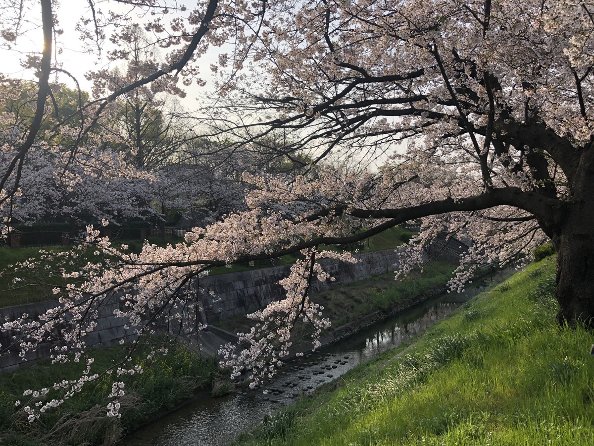 f:id:senri4000:20200403070905j:plain