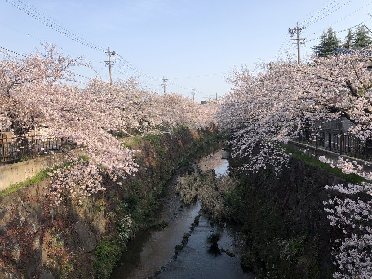 f:id:senri4000:20200403071750j:plain