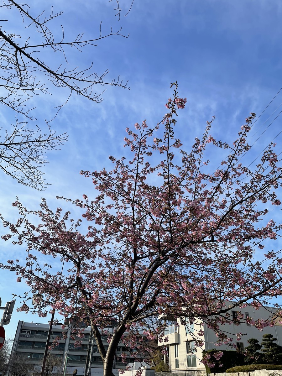 f:id:senri4000:20210225074351j:plain