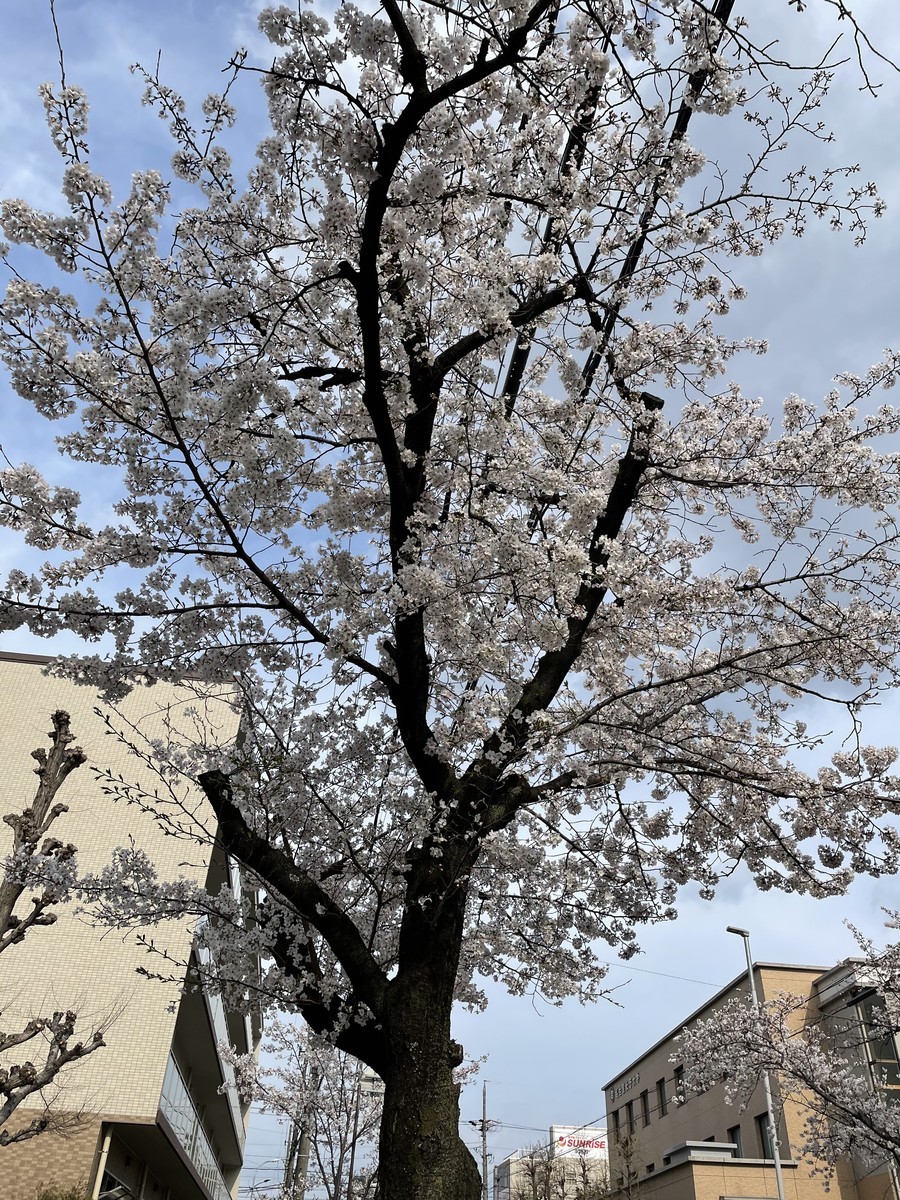 f:id:senri4000:20210327152959j:plain