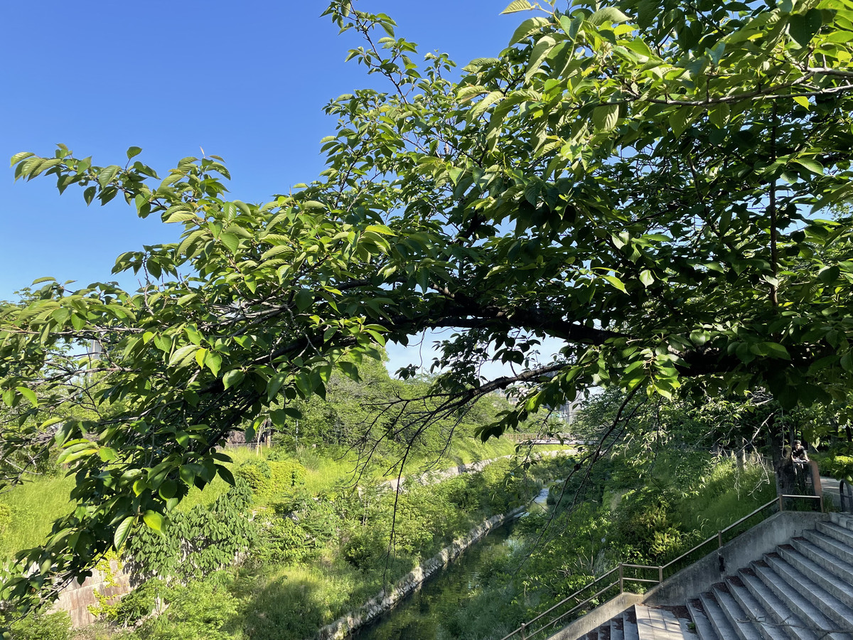 f:id:senri4000:20210514072949j:plain