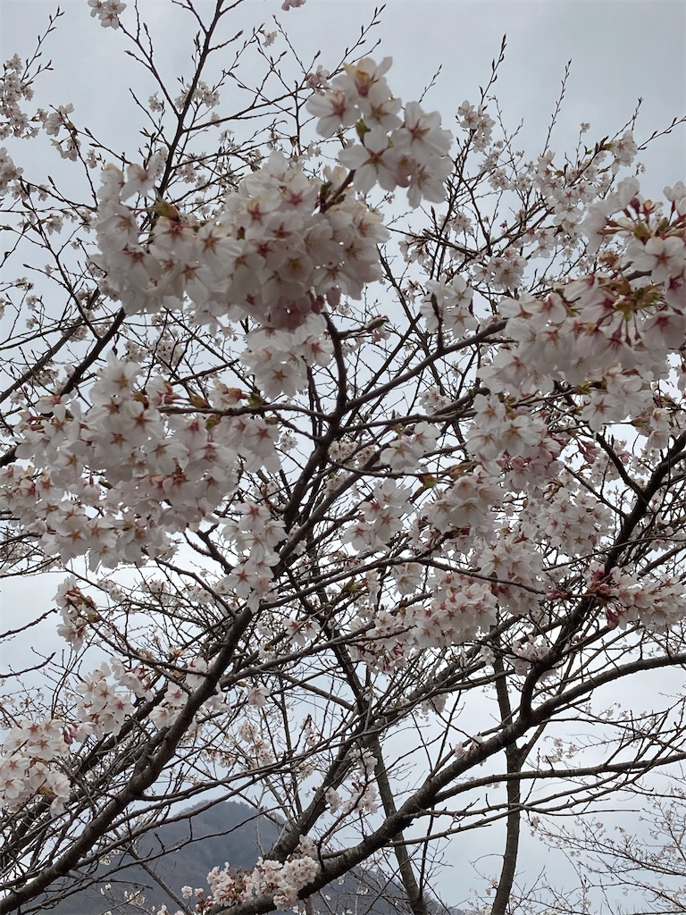 f:id:sensa7310:20210419081952j:image f:id:sensa7310:20210419081952j:image