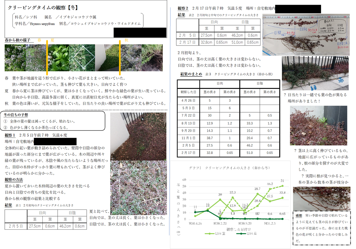 植物の観察 春 冬 クリーピングタイム 4年生 Senseinomirai日記 植物の観察 春 冬 クリーピングタイム 4年生 Senseinomirai日記