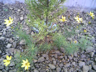 f:id:senseki:20100731065535j:image f:id:senseki:20100731065535j:image