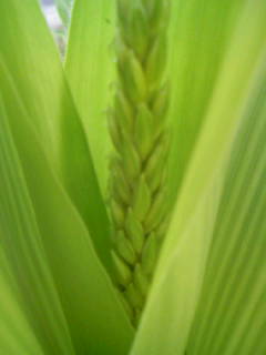 f:id:senseki:20100731065856j:image f:id:senseki:20100731065856j:image