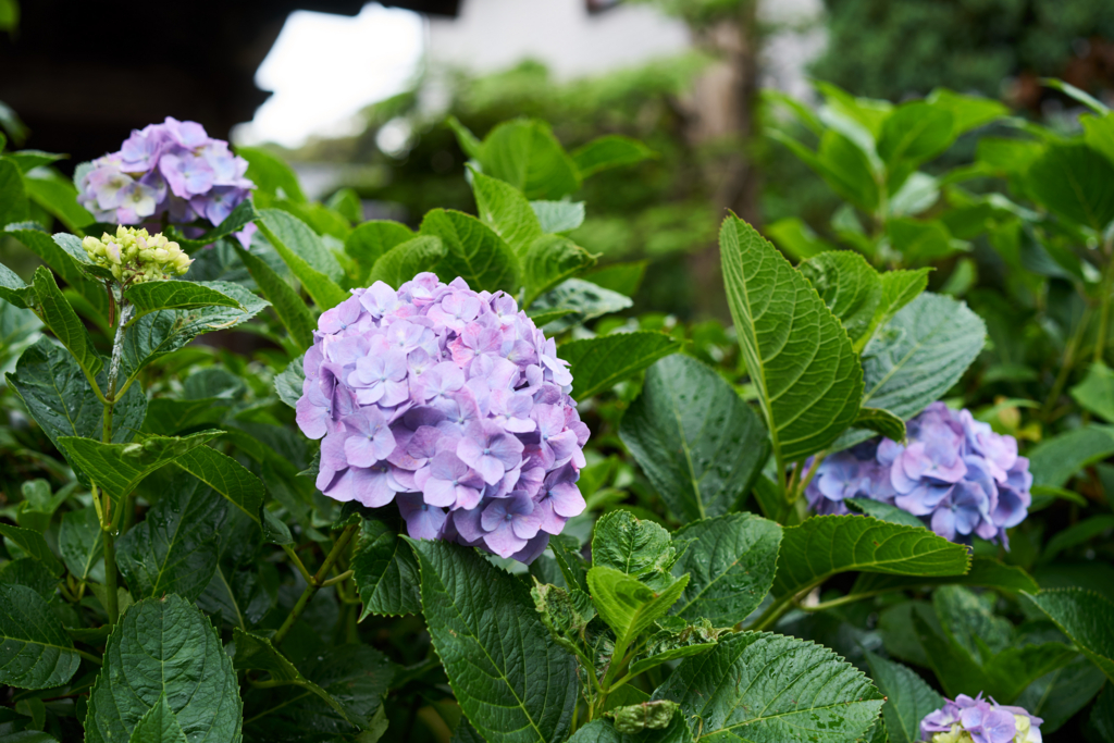 f:id:sentakubiyori:20160702222536j:plain