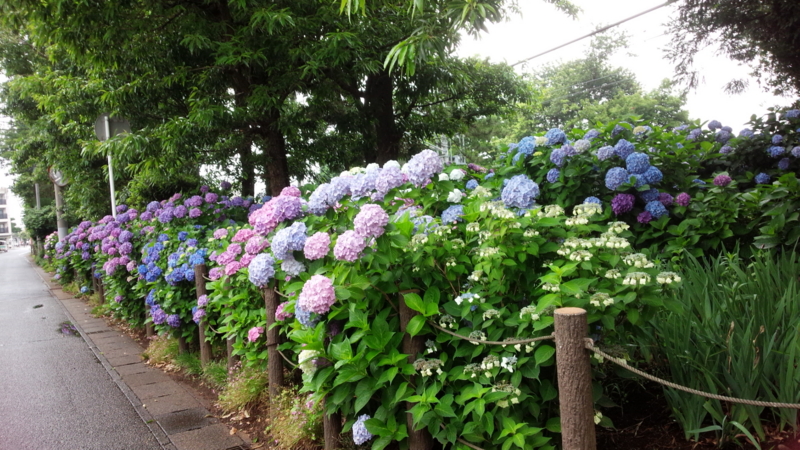f:id:seo8214:20160621123322j:image:w640