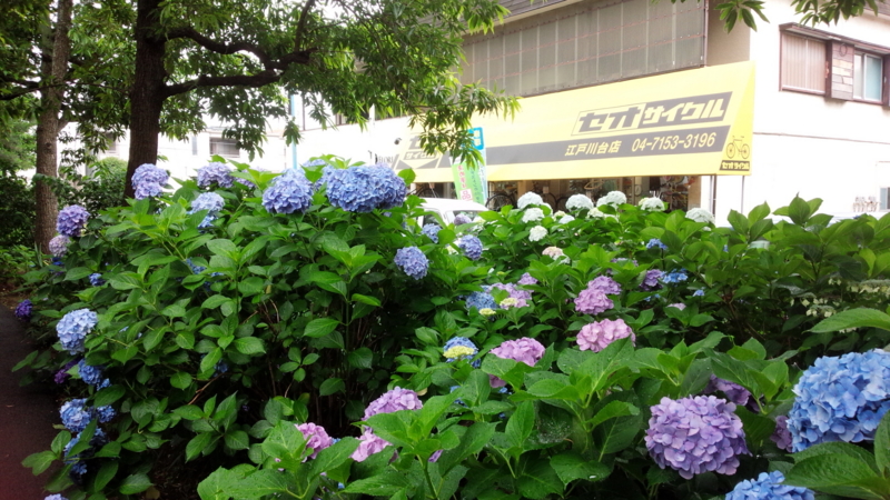 f:id:seo8214:20160621123448j:image:w640