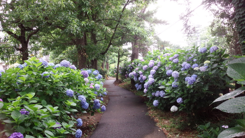 f:id:seo8214:20160621123502j:image:w640