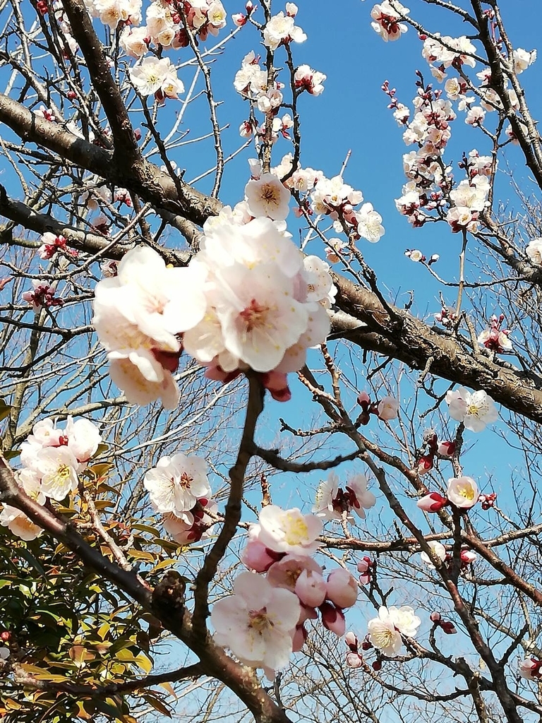 f:id:seo8214:20190311155341j:plain