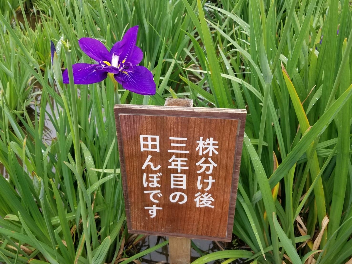 f:id:seo8214:20190608230826j:plain