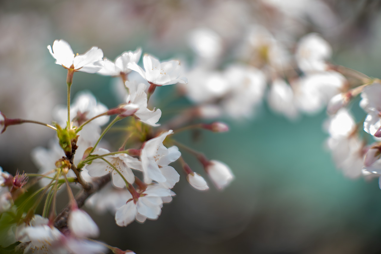 ミノルタのオールドレンズ〈MINOLTA MC ROKKOR-PG 58mm F1.2〉を入手